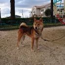 9ヶ月の柴犬