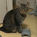 猫好きの優しい里親様 よろしくお願い申し上げます。