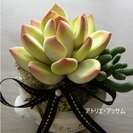 Deco Clay Craft Academy認定教室　アトリエ・アッサムの画像