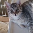 3ヶ月半のオス、里親さんを探しています。