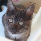 3ヶ月半のメス、里親さんを探しています