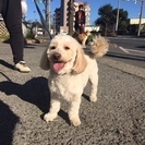 犬の里親様　募集　一旦中断します。