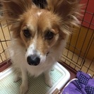 パピヨンとチワワのミックス犬