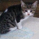 子猫３匹の里親募集→全員の里親さんが見つかりました。ありがとうご...