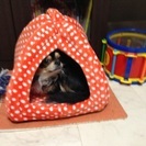 家庭の事情で飼えなくなりました。 − 北海道
