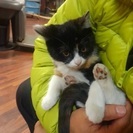 子ニャンコ飼ってください - 猫