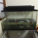 美品です。金魚水槽〜の画像