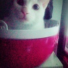 大事に飼って頂ける方よろしくお願いします！男の子です(*´ω｀*)