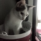 大事に飼って頂ける方よろしくお願いします！男の子です(*´ω｀*) - 沖縄市