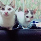 大事に飼って頂ける方よろしくお願いします！男の子です(*´ω｀*) - 猫