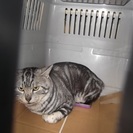 迷子猫里親さん募集