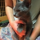 家の近くの公園で猫を保護しました - 猫