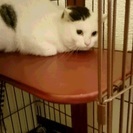 愛嬌たっぷり人懐こい野良ニャンコの里親さん募集！