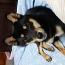 柴犬の里親募集