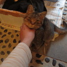 とらとらオス猫5カ月