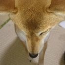 里親募集