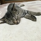 家族になってくれる方が見つかりました。 - 猫