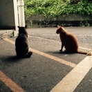 カフェ友募集
