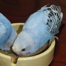 手乗りセキセイ　カゴ付き 早期取引希望 - 足立区
