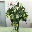 ギャザリングレッスン～まるでフラワーアレンジのような寄せ植え ガーデニング教室の画像