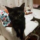保護黒猫さん里親募集