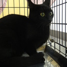 ７か月齢　黒の美猫めす - 横浜市