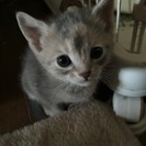 生後１ヶ月 のメスです。