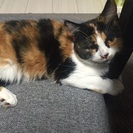 スコティッシュフォールド - 猫
