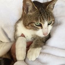 アイラインがとても美しい、目ヂカラのある乙女ネコさん♪ - 猫