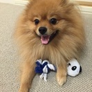 愛犬家　犬好きな方、オフ会やりませんか♪