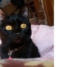嬉しいお知らせです。トライアル中でしたが　里親がきまりました　　...
