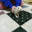 フェレット。メス