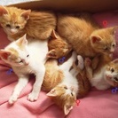 子猫6匹里親さん募集！