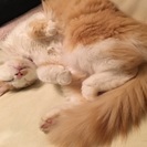 交渉中です。