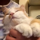 交渉中です。 - 猫