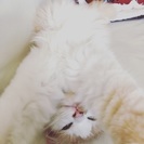 交渉中です。 − 千葉県