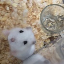 パールホワイト ハムスター