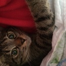 急募！9ヶ月の子猫 − 愛知県