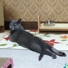 ロシアンブルーの男の子です。 - 猫