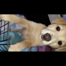 子犬を拾いました。