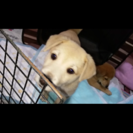 子犬を拾いました。 - 古河市