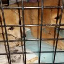 子犬を拾いました。 - 犬