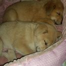 子犬を拾いました。 − 茨城県