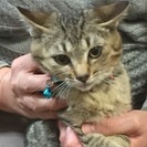 子猫と母猫