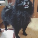 家族の一員として迎えてくださる里親さん募集です