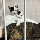 山の中の廃屋に遺棄されていた子たちの里親さんを募集しています。