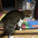 里親募集します。