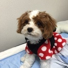 素敵な飼い主さんに出会えました。たくさんのご応募ありがとうございました