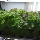 まだ大丈夫です。レタス育てませんか？苗差し上げます。の画像