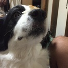 至急、里親募集